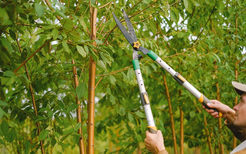 Tree trimming in Valhermoso Springs, AL